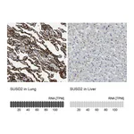 Atlas Antibodies Anti-SUSD2 Antibody
