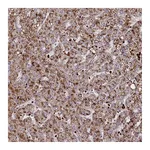 Atlas Antibodies Anti-SUSD3 Antibody