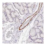 Atlas Antibodies Anti-SUSD5 Antibody