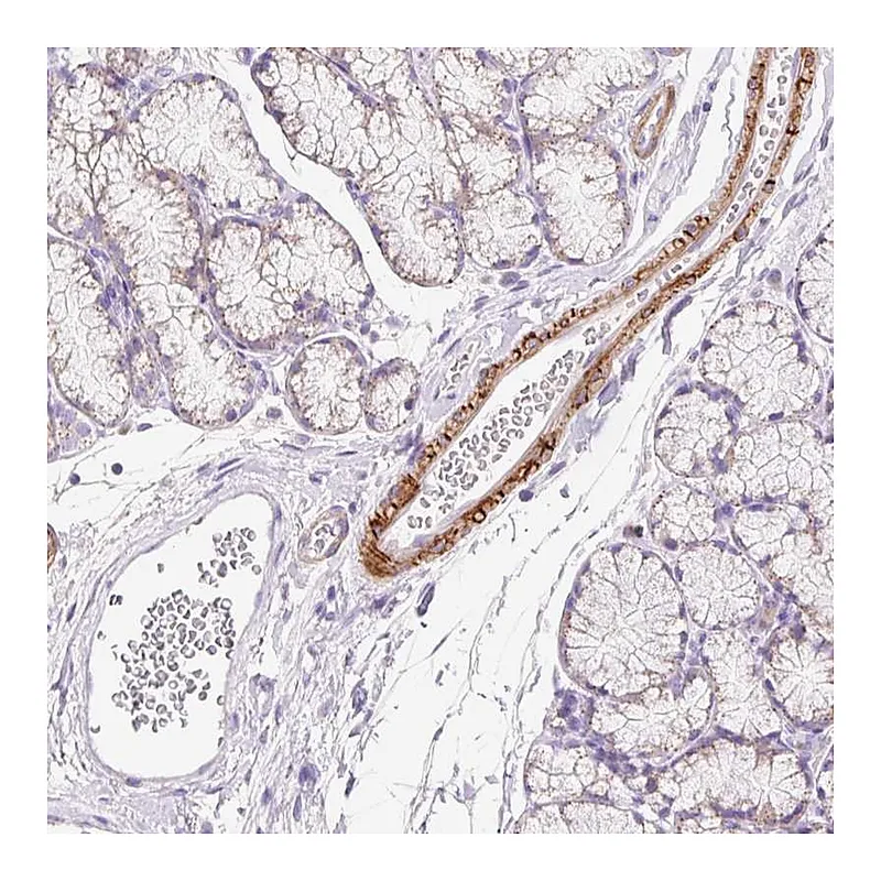 Atlas Antibodies Anti-SUSD5 Antibody
