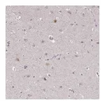 Atlas Antibodies Anti-SUSD4 Antibody