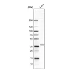 Atlas Antibodies Anti-SUSD6 Antibody