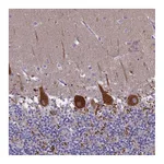 Atlas Antibodies Anti-SV2C Antibody