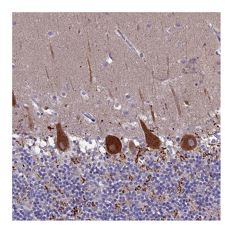 Atlas Antibodies Anti-SV2C Antibody
