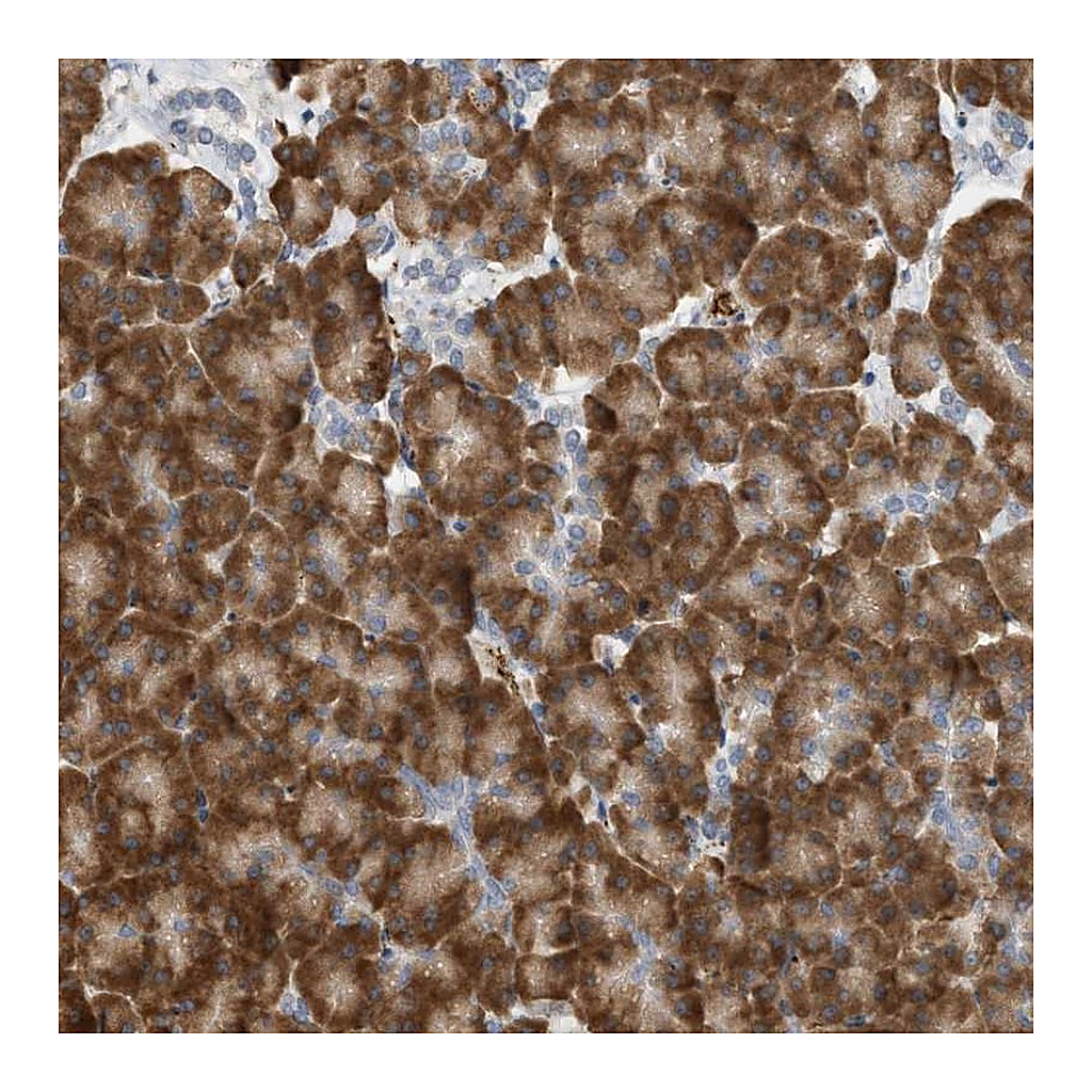 Atlas Antibodies Anti-SVOP Antibody