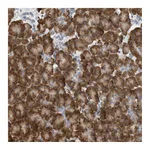 Atlas Antibodies Anti-SVOP Antibody