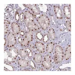 Atlas Antibodies Anti-SWSAP1 Antibody