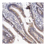 Atlas Antibodies Anti-SYAP1 Antibody