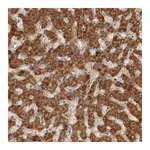 Atlas Antibodies Anti-SWT1 Antibody