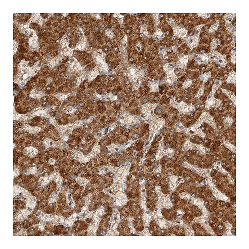 Atlas Antibodies Anti-SWT1 Antibody