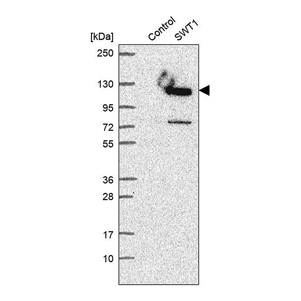 Atlas Antibodies Anti-SWT1 Antibody