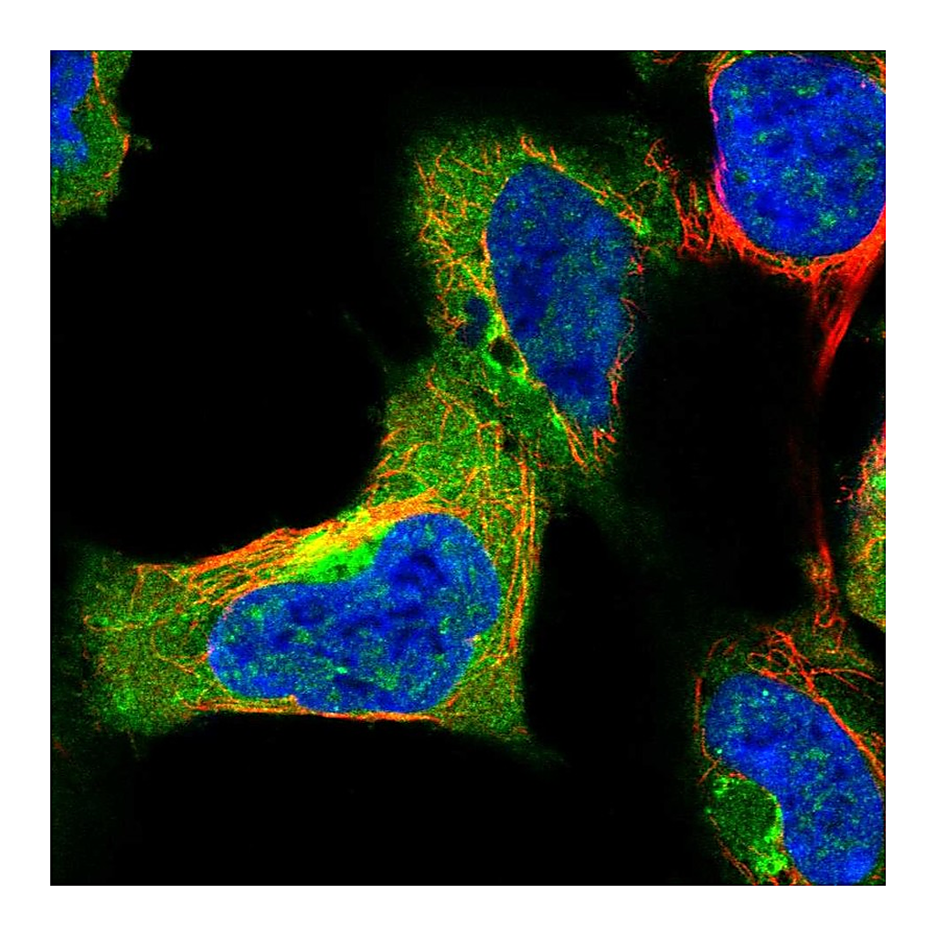 Atlas Antibodies Anti-SYAP1 Antibody