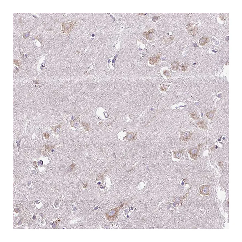 Atlas Antibodies Anti-SYBU Antibody