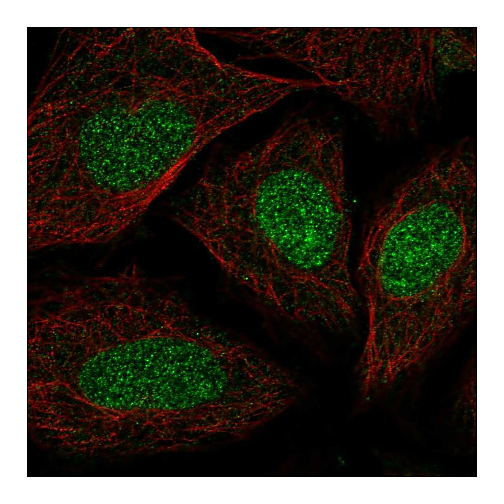 Atlas Antibodies Anti-SYCE2 Antibody