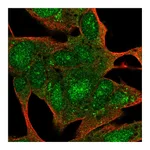 Atlas Antibodies Anti-SYCE3 Antibody