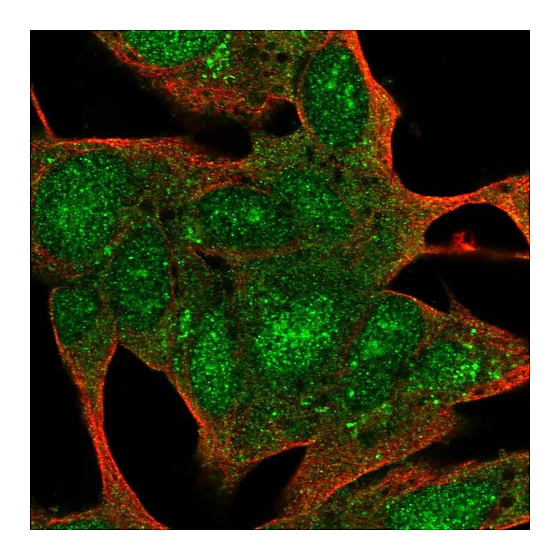 Atlas Antibodies Anti-SYCE3 Antibody