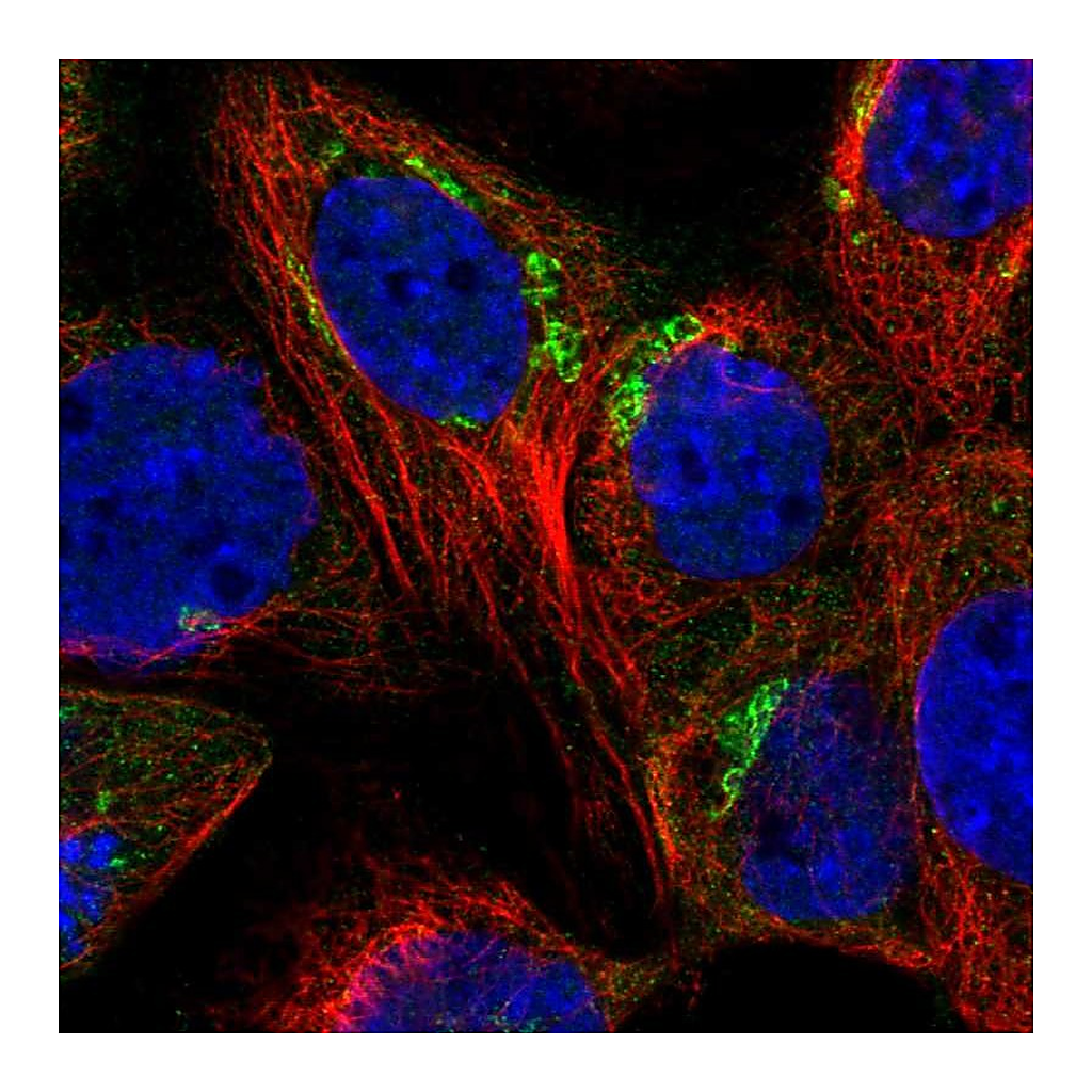 Atlas Antibodies Anti-SYAP1 Antibody