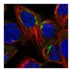 Atlas Antibodies Anti-SYAP1 Antibody