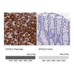Atlas Antibodies Anti-SYCN Antibody