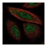 Atlas Antibodies Anti-SYCP2 Antibody