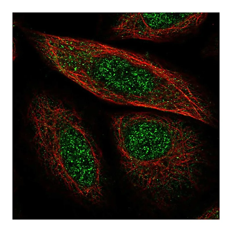 Atlas Antibodies Anti-SYCP2 Antibody
