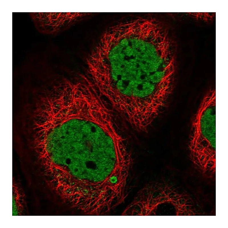 Atlas Antibodies Anti-SYCP2L Antibody
