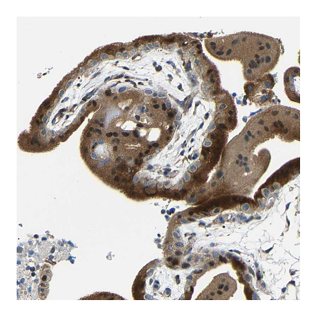 Atlas Antibodies Anti-SYDE1 Antibody