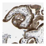 Atlas Antibodies Anti-SYDE1 Antibody