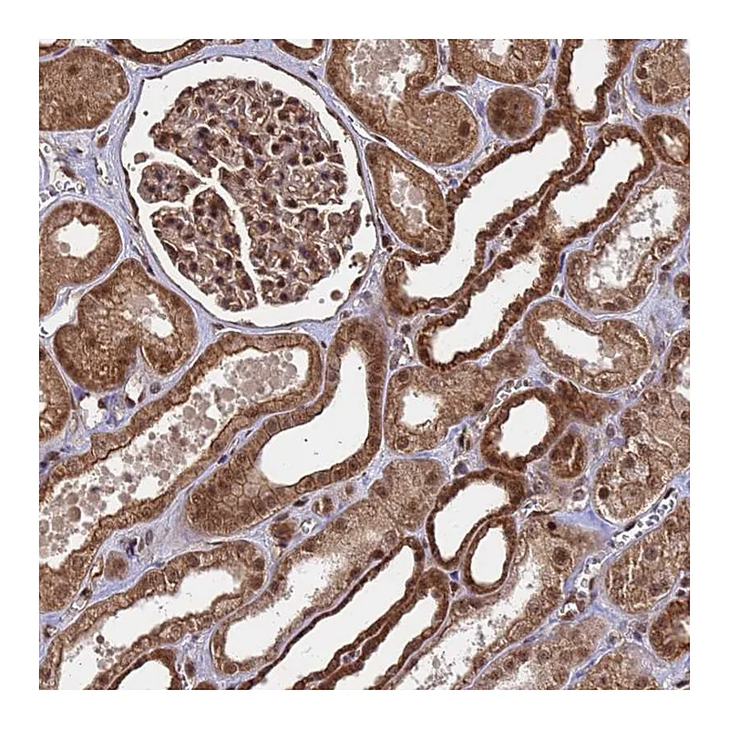 Atlas Antibodies Anti-SYF2 Antibody
