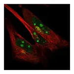 Atlas Antibodies Anti-SYDE2 Antibody