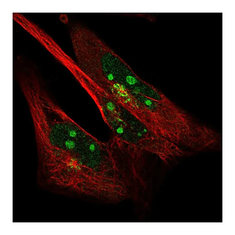 Atlas Antibodies Anti-SYDE2 Antibody