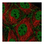 Atlas Antibodies Anti-SYCP2 Antibody