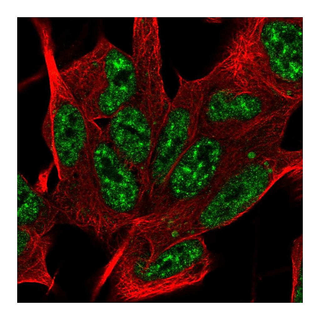 Atlas Antibodies Anti-SYF2 Antibody