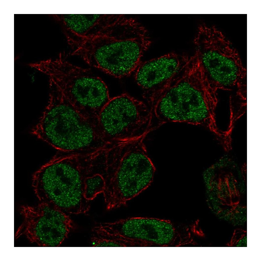 Atlas Antibodies Anti-SYN2 Antibody