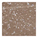 Atlas Antibodies Anti-SYN3 Antibody
