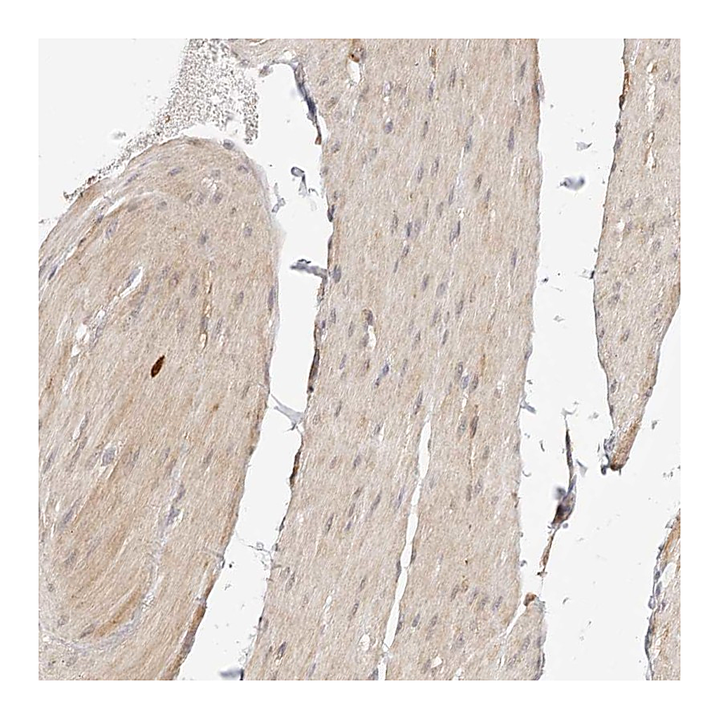 Atlas Antibodies Anti-SYNC Antibody