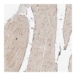 Atlas Antibodies Anti-SYNC Antibody