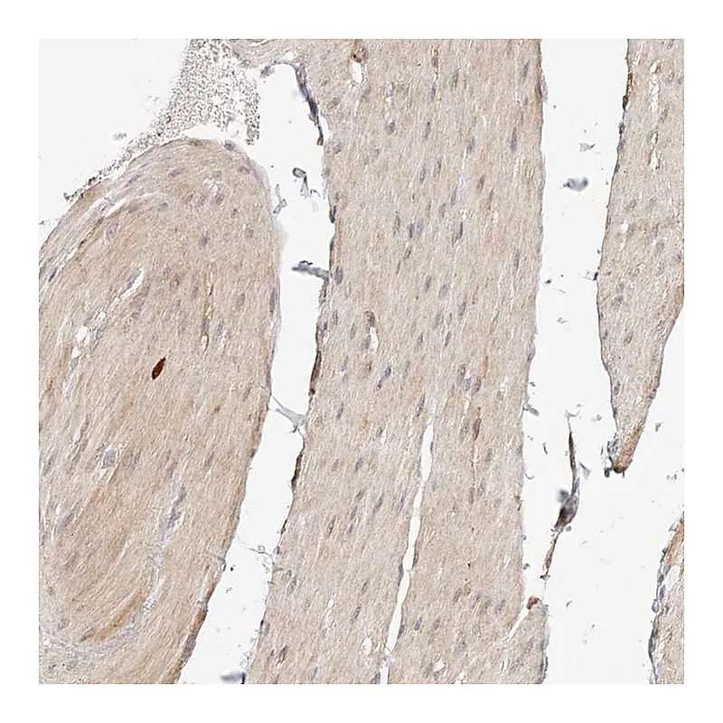 Atlas Antibodies Anti-SYNC Antibody
