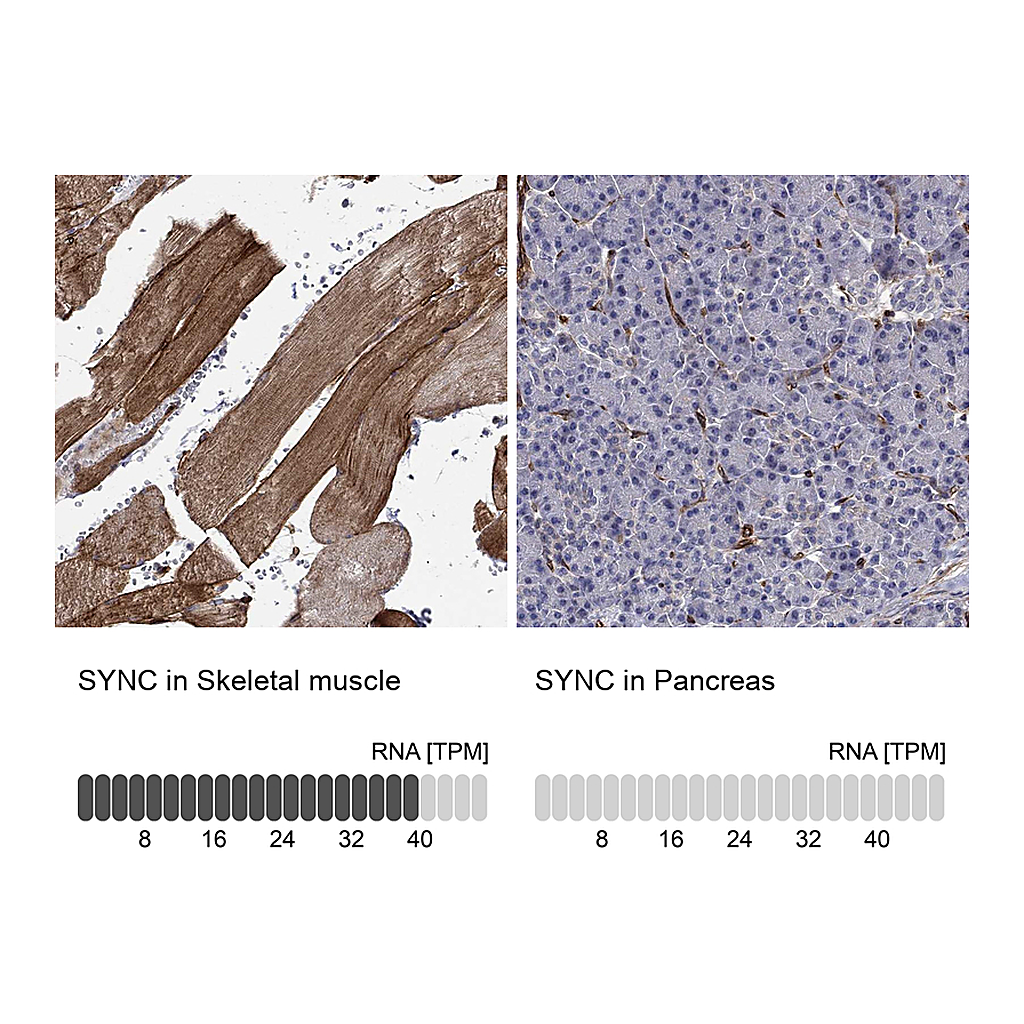Atlas Antibodies Anti-SYNC Antibody