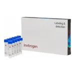 Thermo Fisher Scientific Calcium Orange, AM, cell permeant - Special Packaging