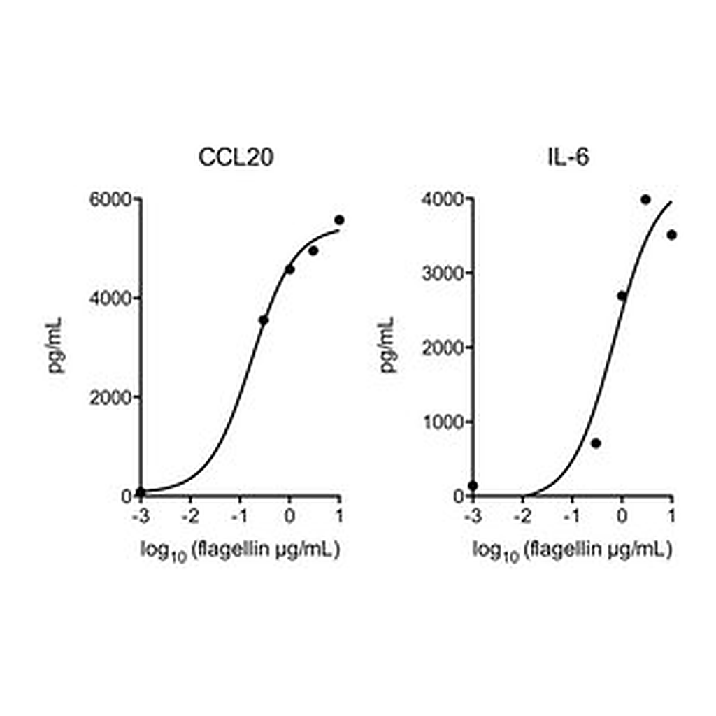 Merck FLAGELLIN FROM SALMONELLA TYPHIMURIUM