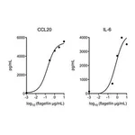 Merck FLAGELLIN FROM SALMONELLA TYPHIMURIUM