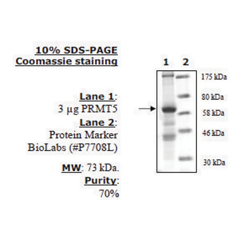 Merck PRMT5/MEP50 Active human