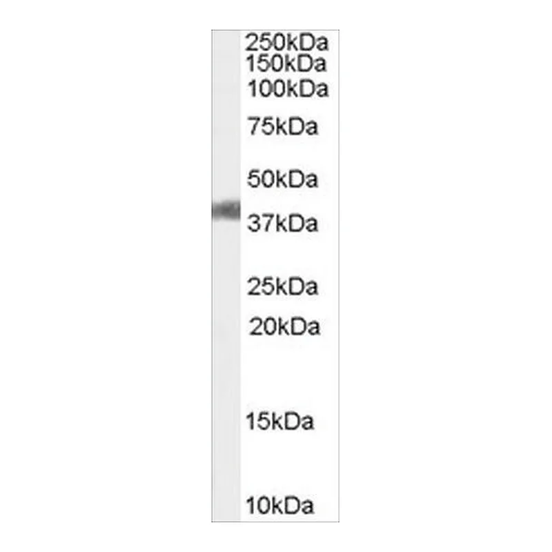Merck Anti-AGTR1/AT1 antibody produced in goat