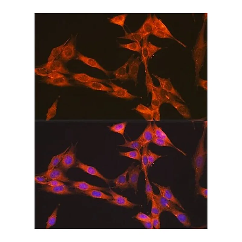 Merck Anti-PIK3C3/VPS34 antibody produced in rabbit