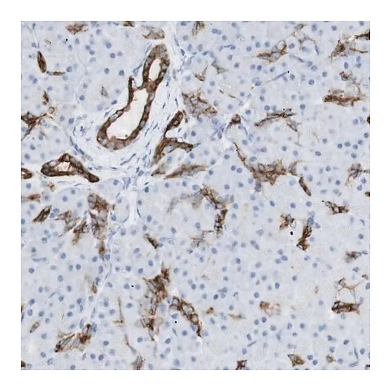 Merck Anti-NDST4 antibody produced in rabbit