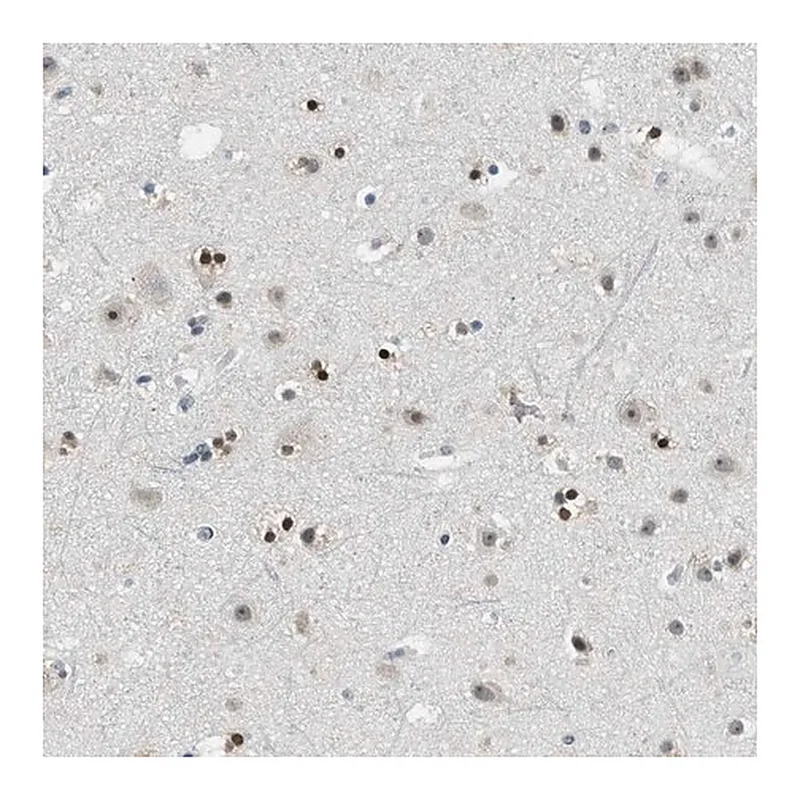 Merck Anti-MZF1 antibody produced in rabbit