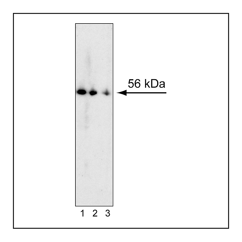 BD Purified Mouse Anti-RORγt