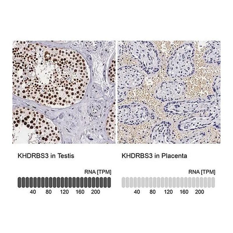 Merck Anti-KHDRBS3 antibody produced in rabbit