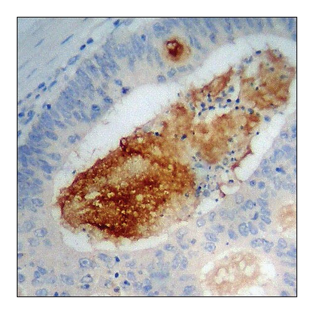 Merck Anti-phospho-p38 MAPK (pTyr322) antibody produced in rabbit